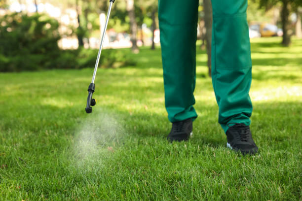 Best Termite Control Services  in Affton, MO
