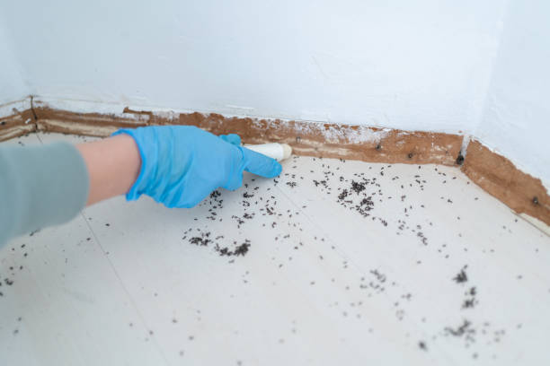 Best Pest Inspection Near Me  in Affton, MO