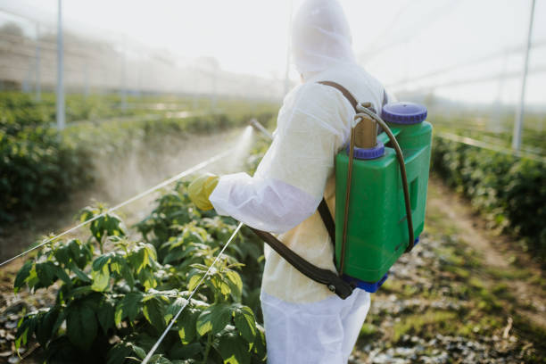 Best Ant Control Services  in Affton, MO